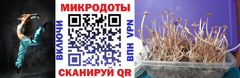 Галлюциногенные грибы Psilocybine cubensis  Иваново 